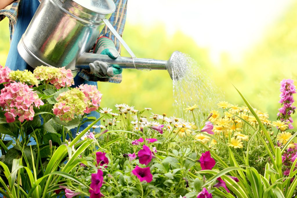Kako pravilno zalijevati cvijeće
