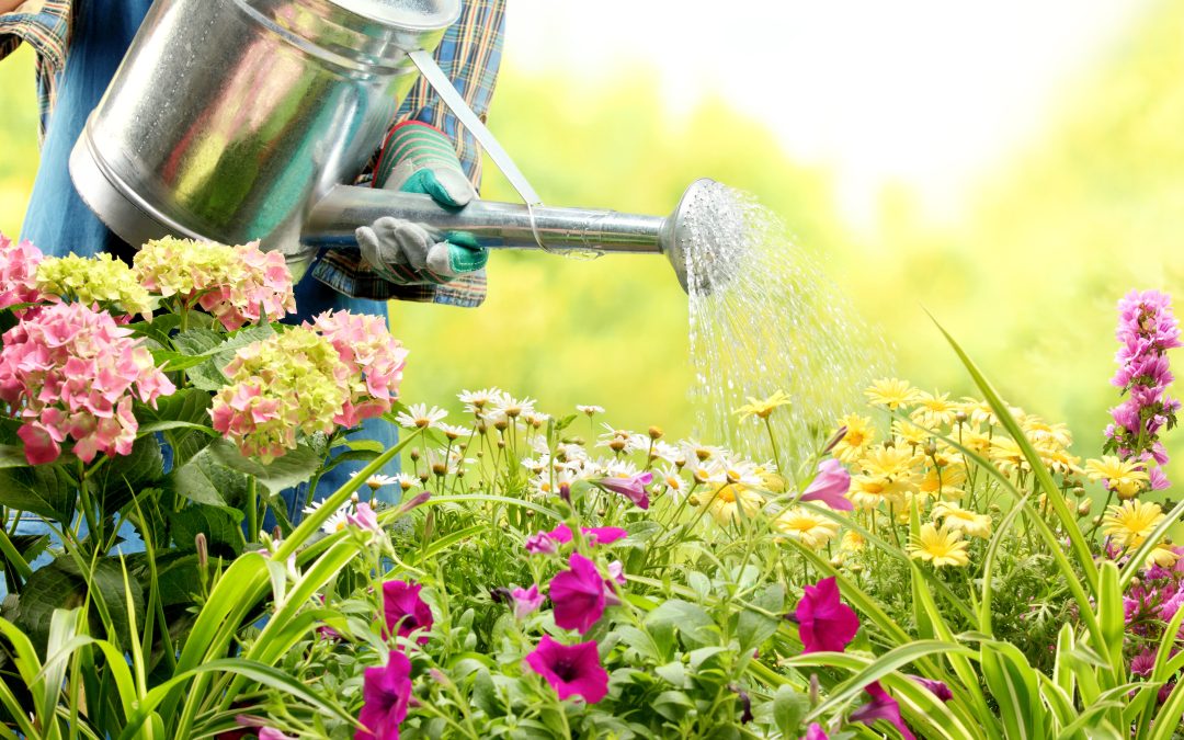 Kako pravilno zalijevati cvijeće