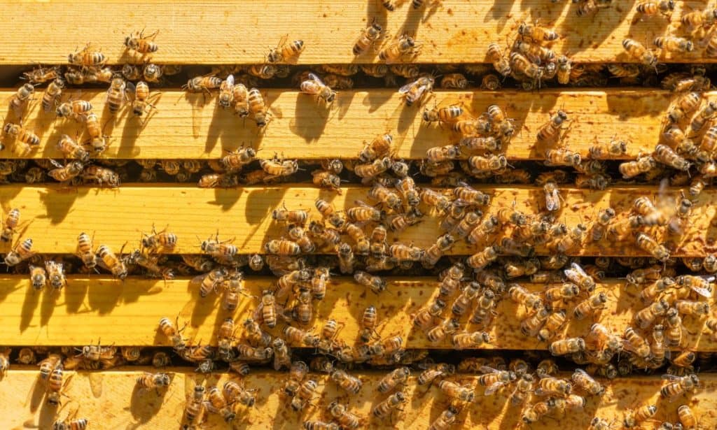 Zašto su pčele važne za opstanak čovječanstva