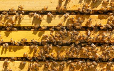 Zašto su pčele važne za opstanak čovječanstva